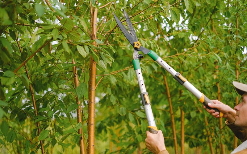Tree trimming in Harrisonville, NJ